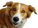 Dog image